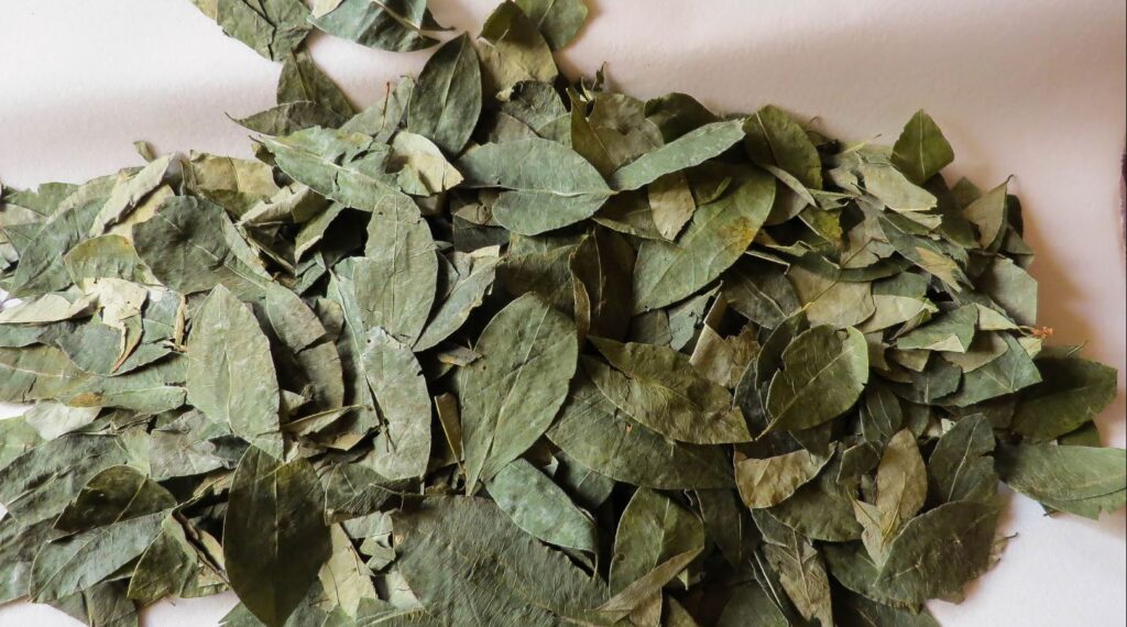 hoja coca