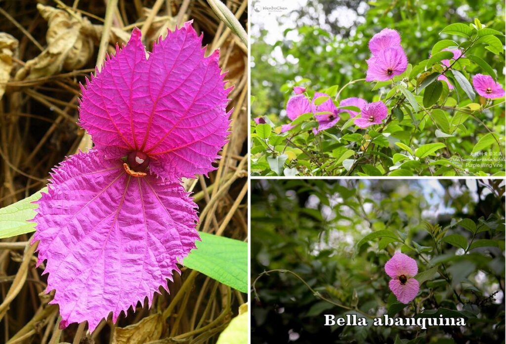 flor bella abanquina