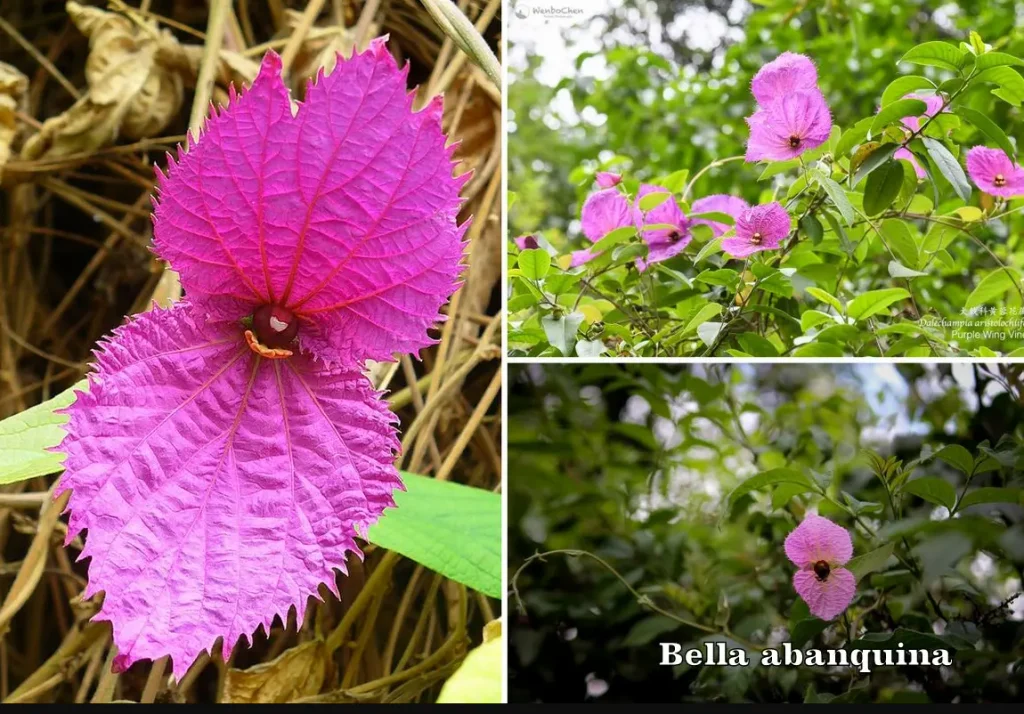 flor bella abanquina